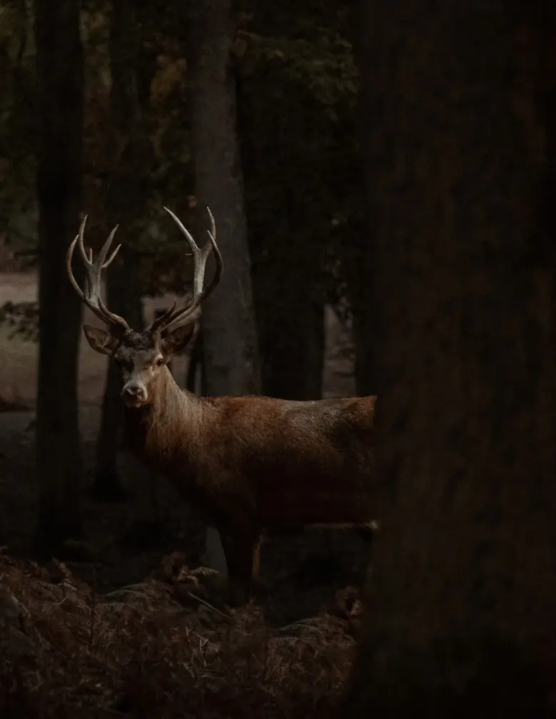Cerf dans la foret de grimbosc