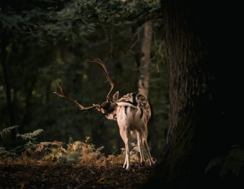 Cerf dans la foret de grimbosc